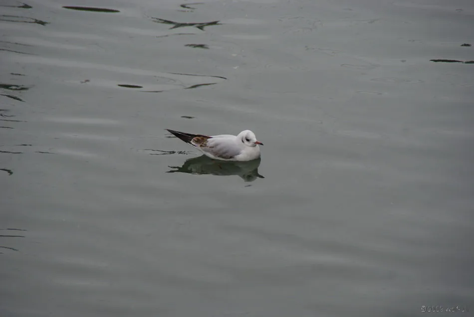 Luzern
